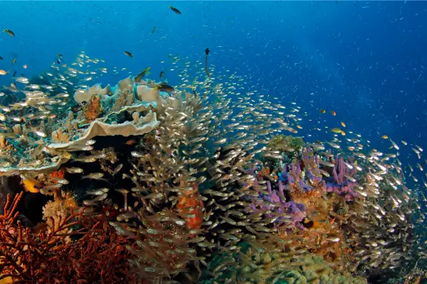 Descobrindo o Mundo Subaquático: 10 Lugares Incríveis para Ecoturismo Marinho